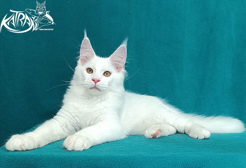 Katran Viking - Kitten maine-coon 3 months