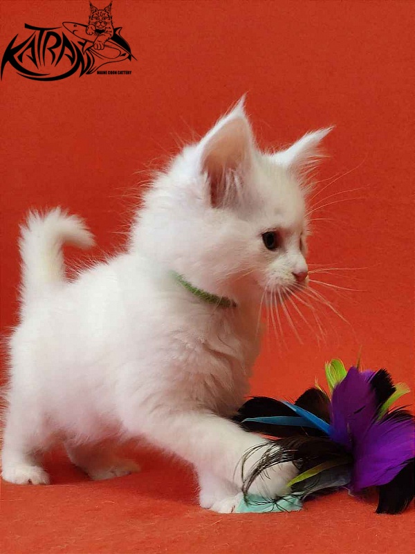 Katran Viking - Kitten maine-coon 1 month 2 weeks