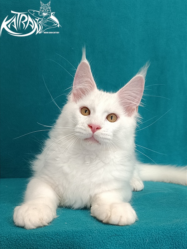 Katran Viking - Kitten maine-coon 3 months