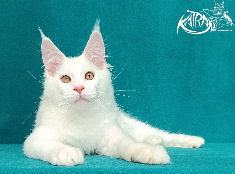 Katran Viking - Kitten maine-coon 3 months