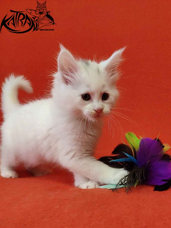 Katran Viking - Kitten maine-coon 1 month 2 weeks