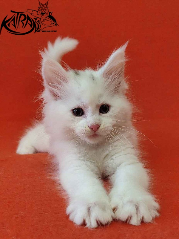 Katran Viking - Kitten maine-coon 1 month 2 weeks