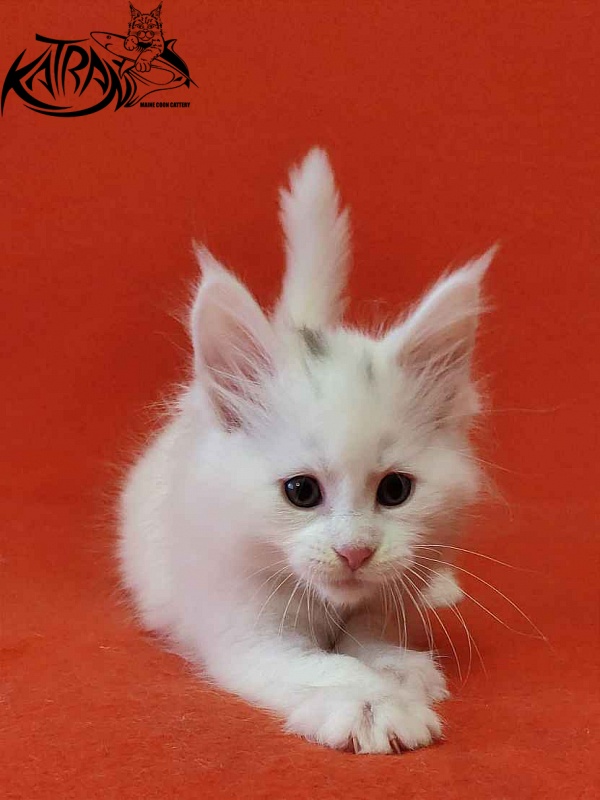 Katran Viking - Kitten maine-coon 1 month 2 weeks