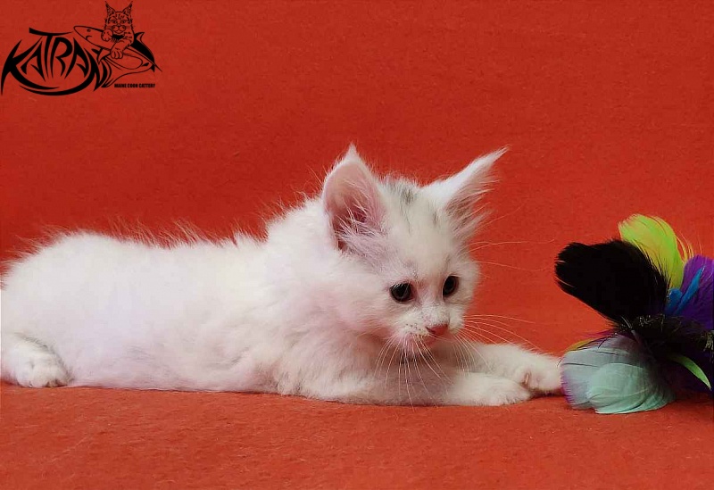 Katran Viking - Kitten maine-coon 1 month 2 weeks