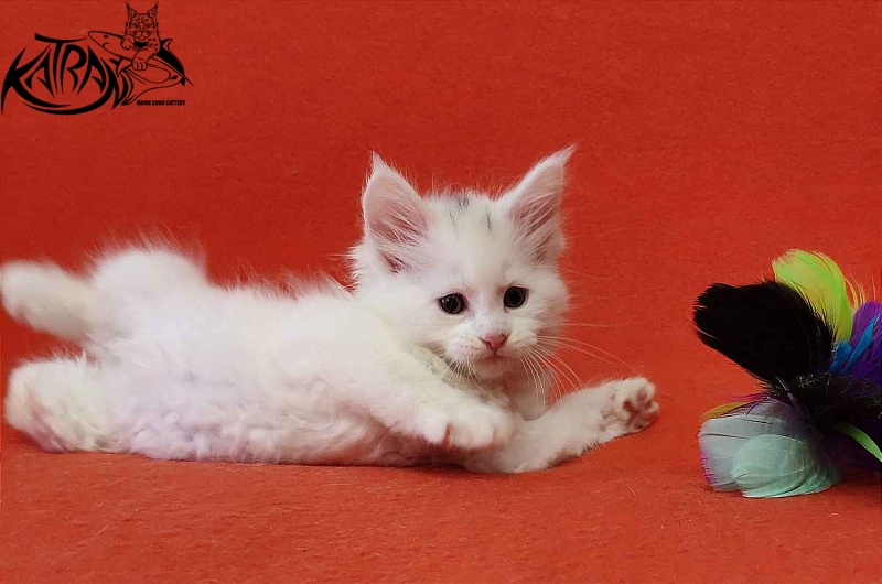 Katran Viking - Kitten maine-coon 1 month 2 weeks