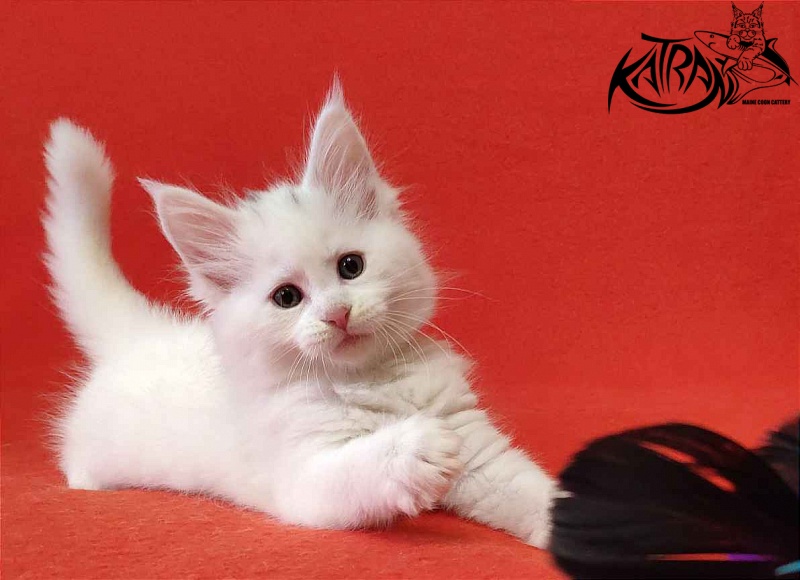 Katran Viking - Kitten maine-coon 1 month 2 weeks
