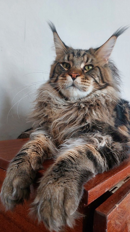 Veronika Style Marrakesh - maine-coon