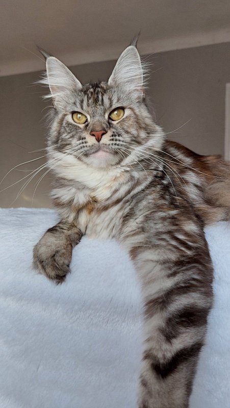 Bodiamlife Zara - maine-coon
