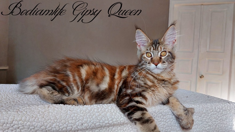 Bodiamlife Gipsy Queen - Kitten maine-coon 4 months 0.5 weeks