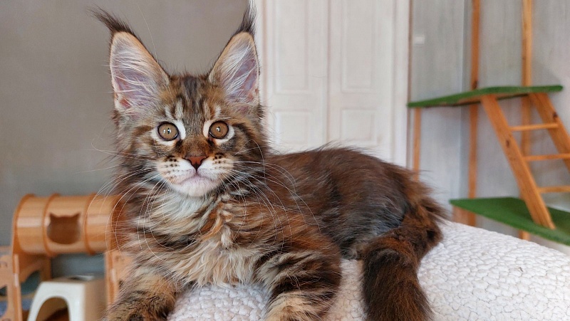 Bodiamlife Gipsy Queen - Kitten maine-coon 2 months 3.5 weeks