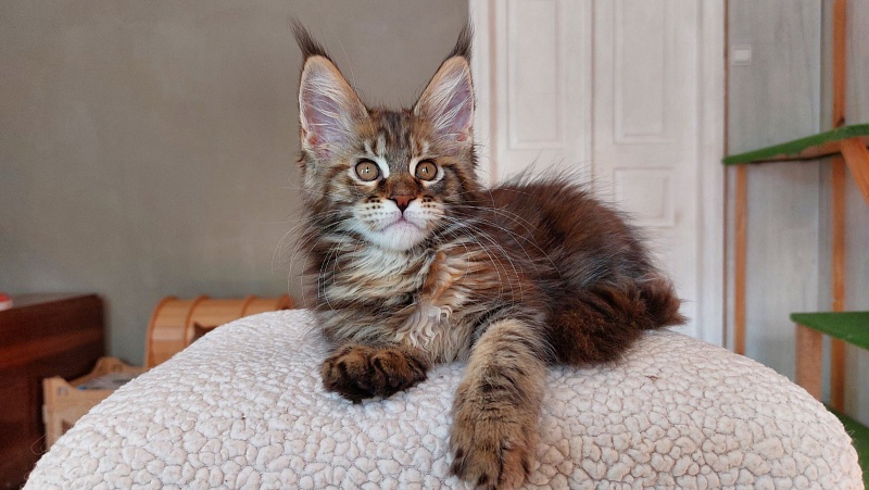 Bodiamlife Gipsy Queen - Kitten maine-coon 2 months 3.5 weeks