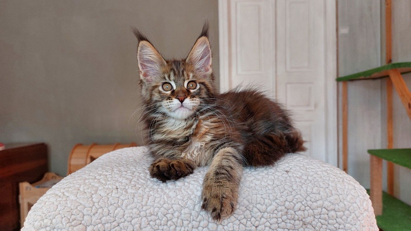 Bodiamlife Gipsy Queen - Kitten maine-coon 2 months 3.5 weeks