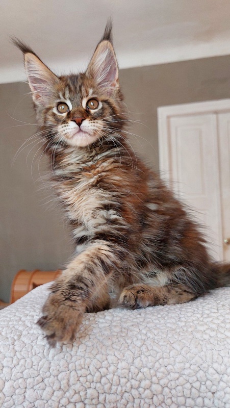 Bodiamlife Gipsy Queen - Kitten maine-coon 2 months 3.5 weeks
