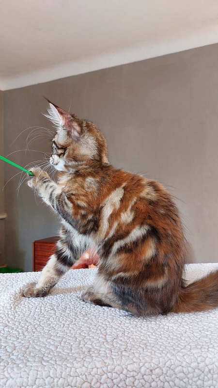 Bodiamlife Gipsy Queen - Kitten maine-coon 4 months 0.5 weeks