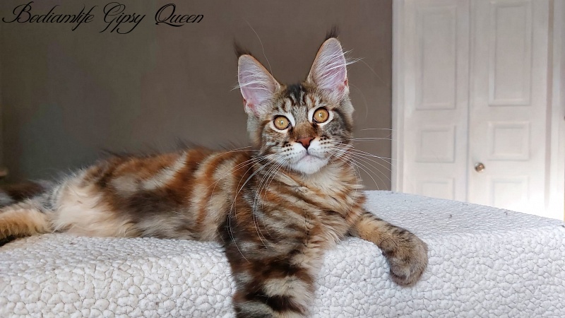 Bodiamlife Gipsy Queen - Kitten maine-coon 4 months 0.5 weeks