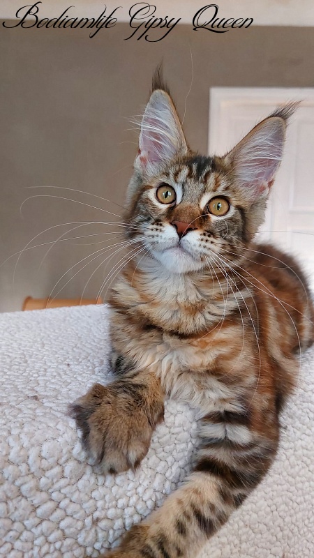 Bodiamlife Gipsy Queen - Kitten maine-coon 4 months 0.5 weeks