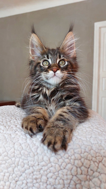 Bodiamlife Grizzly Bear - Kitten maine-coon 2 months 3.5 weeks