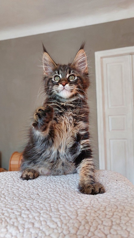 Bodiamlife Grizzly Bear - Kitten maine-coon 2 months 3.5 weeks