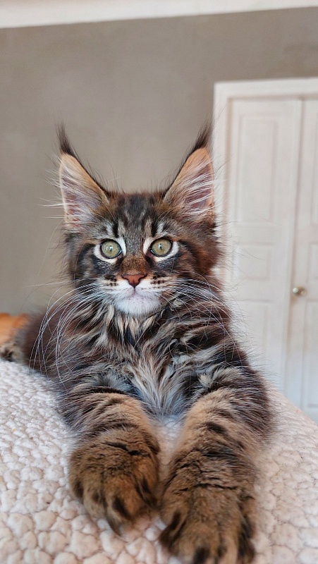 Bodiamlife Grizzly Bear - Kitten maine-coon 2 months 3.5 weeks