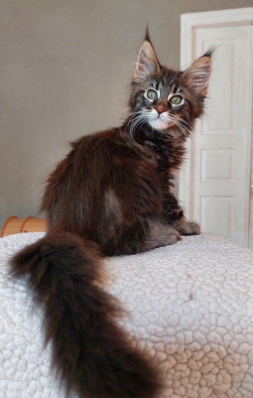 Bodiamlife Grizzly Bear - Kitten maine-coon 2 months 3.5 weeks