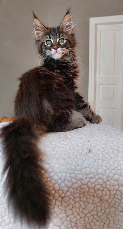 Bodiamlife Grizzly Bear - Kitten maine-coon 2 months 3.5 weeks