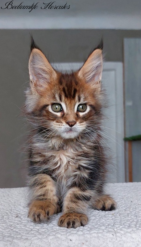 Bodiamlife Hercules - Kitten maine-coon 2 months