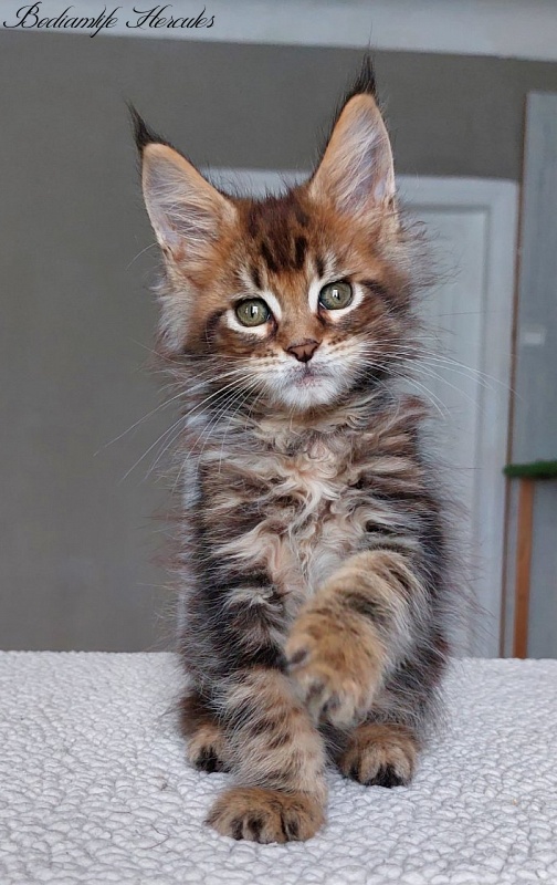 Bodiamlife Hercules - Kitten maine-coon 2 months
