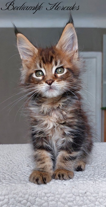 Bodiamlife Hercules - Kitten maine-coon 2 months