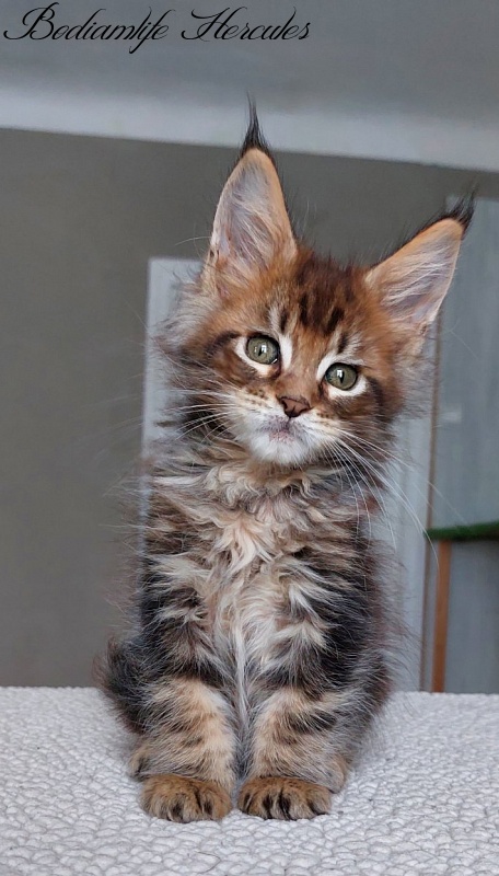 Bodiamlife Hercules - Kitten maine-coon 2 months
