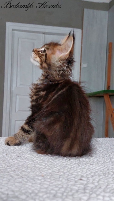 Bodiamlife Hercules - Kitten maine-coon 2 months