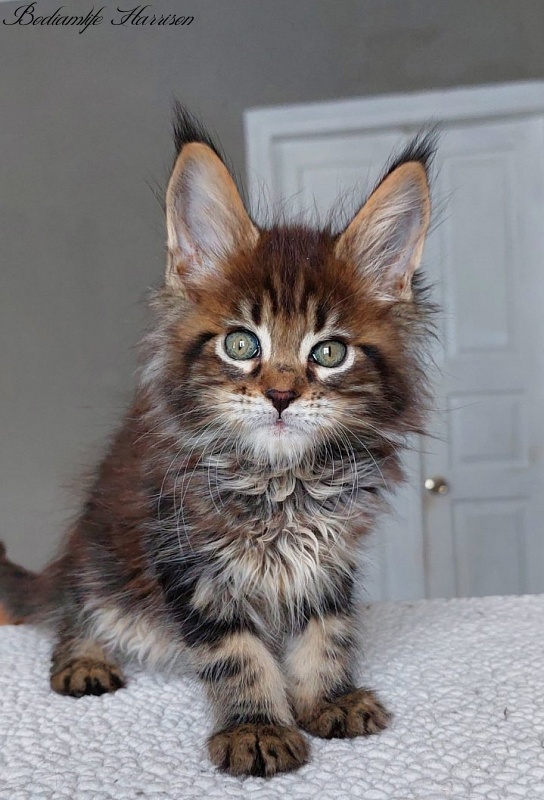 Bodiamlife Harrison - Kitten maine-coon 2 months