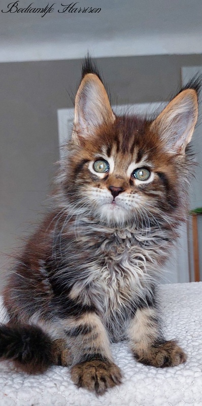 Bodiamlife Harrison - Kitten maine-coon 2 months