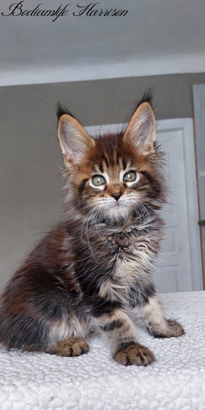 Bodiamlife Harrison - Kitten maine-coon 2 months