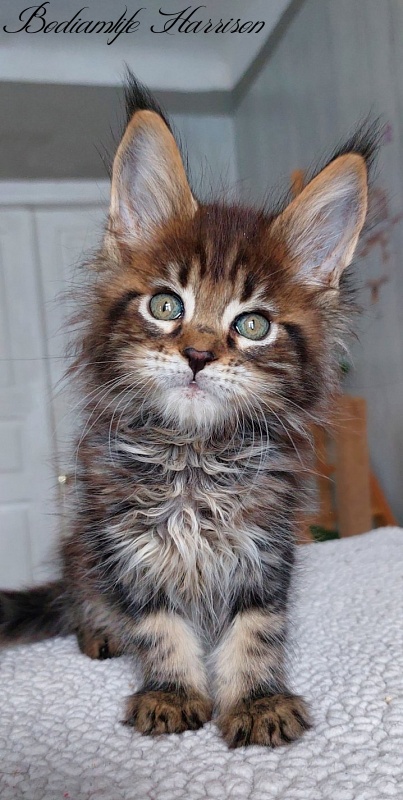 Bodiamlife Harrison - Kitten maine-coon 2 months