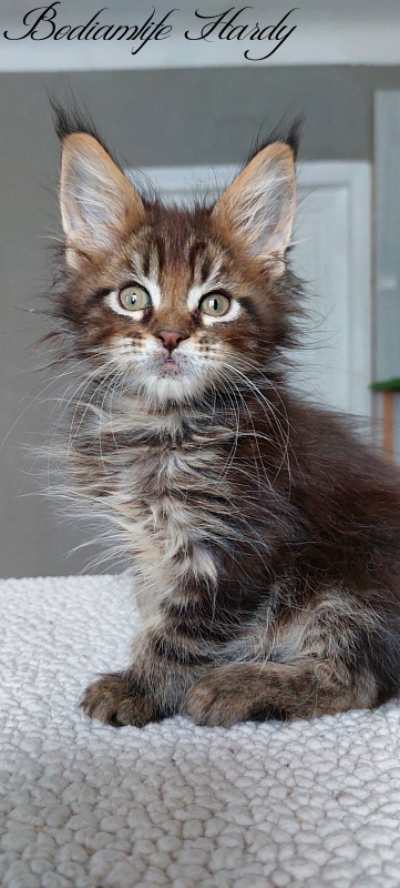 Bodiamlife Hardy - Kitten maine-coon 2 months