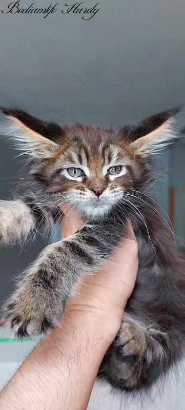 Bodiamlife Hardy - Kitten maine-coon 2 months
