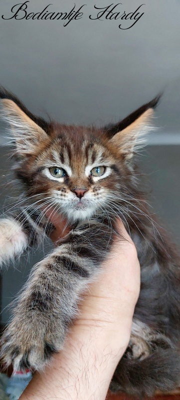 Bodiamlife Hardy - Kitten maine-coon 2 months