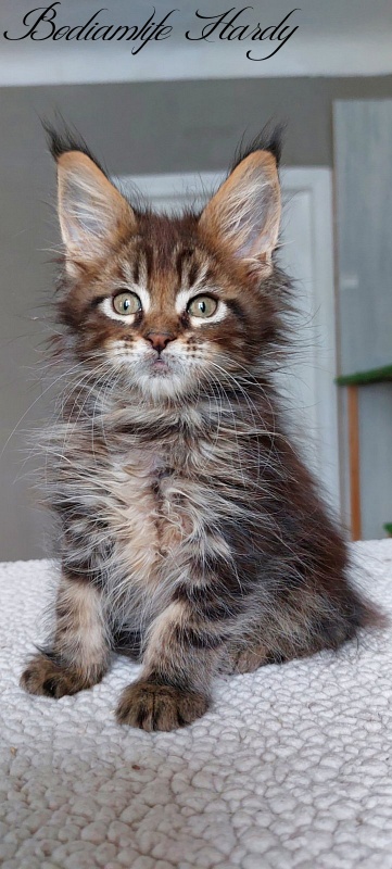 Bodiamlife Hardy - Kitten maine-coon 2 months