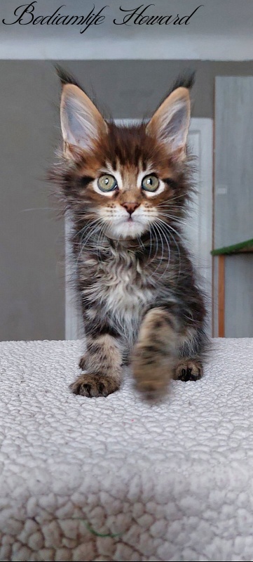 Bodiamlife Howard - Kitten maine-coon 2 months