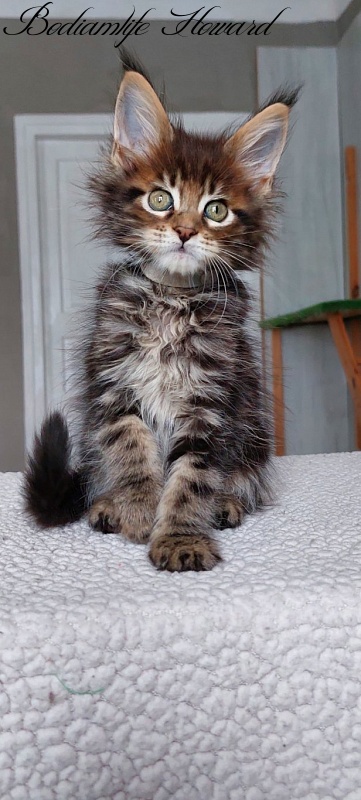 Bodiamlife Howard - Kitten maine-coon 2 months
