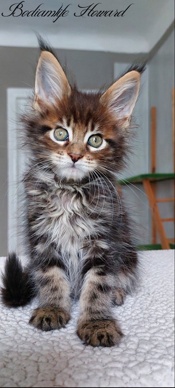 Bodiamlife Howard - Kitten maine-coon 2 months