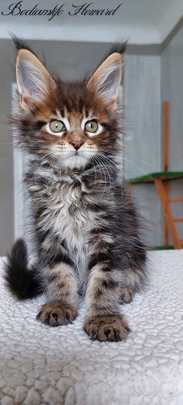 Bodiamlife Howard - Kitten maine-coon 2 months