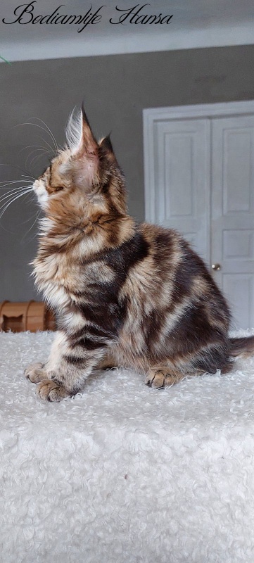 Bodiamlife Hansa - Kitten maine-coon 4 months 1.5 week