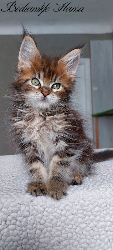 Bodiamlife Hansa - Kitten maine-coon 2 months
