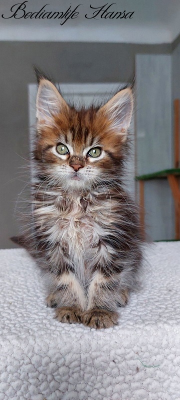 Bodiamlife Hansa - Kitten maine-coon 2 months