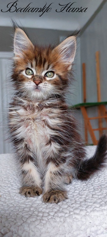 Bodiamlife Hansa - Kitten maine-coon 2 months