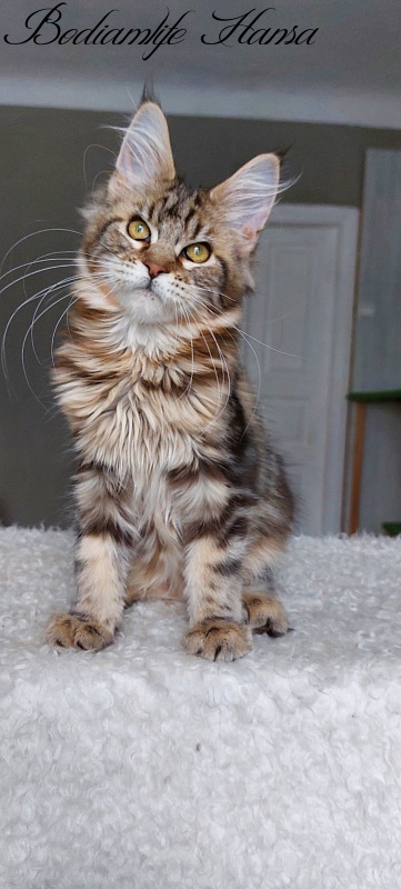 Bodiamlife Hansa - Kitten maine-coon 4 months 1.5 week