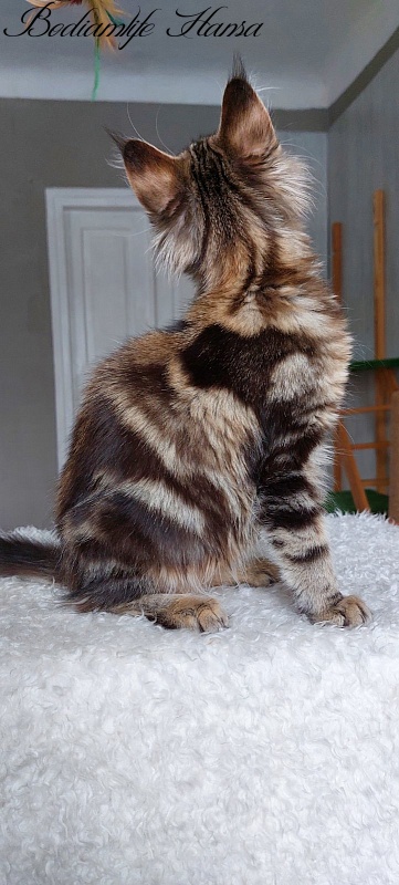Bodiamlife Hansa - Kitten maine-coon 4 months 1.5 week