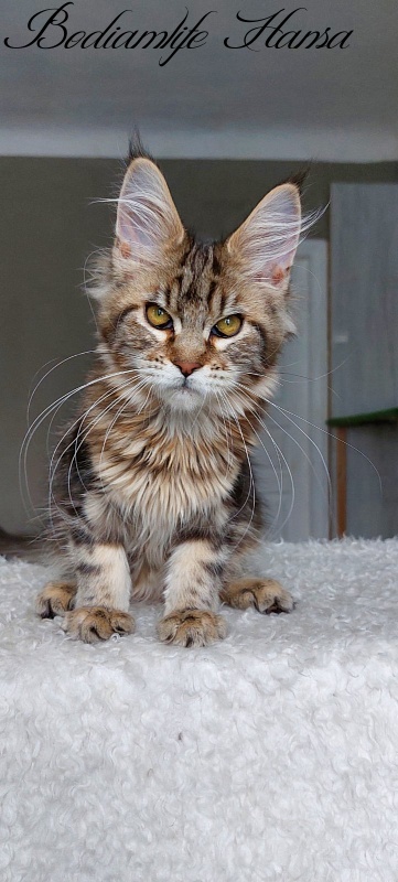 Bodiamlife Hansa - Kitten maine-coon 4 months 1.5 week