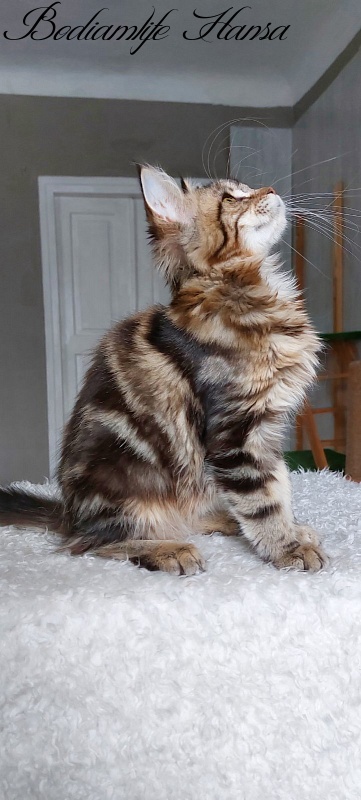 Bodiamlife Hansa - Kitten maine-coon 4 months 1.5 week